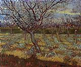 Apricot Trees in Bloom by Vincent van Gogh